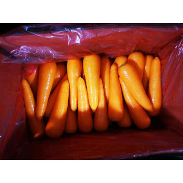 HIGH QUALITY WATER WASHED FRESH CARROT